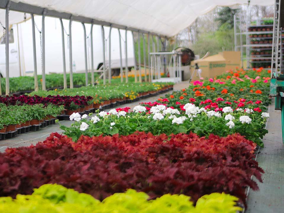plant fleurs