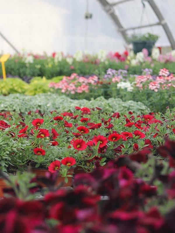 horticulture