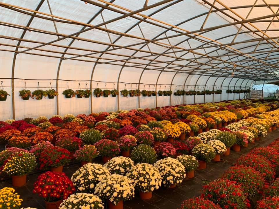 plant fleurs