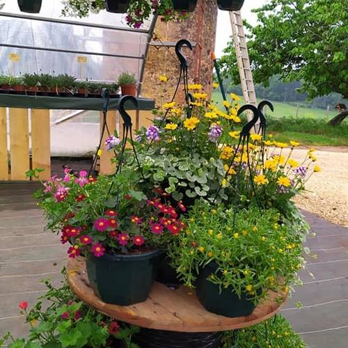plant fleurs